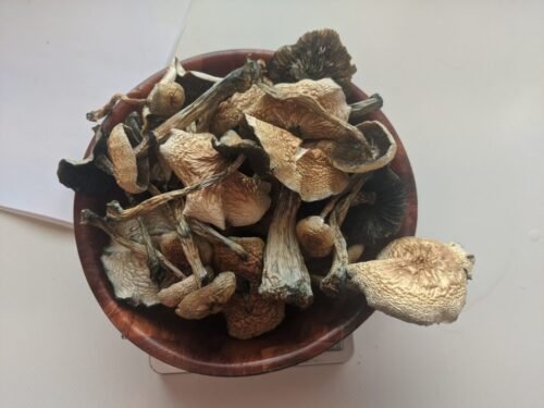 Buy B+ Magic Mushrooms