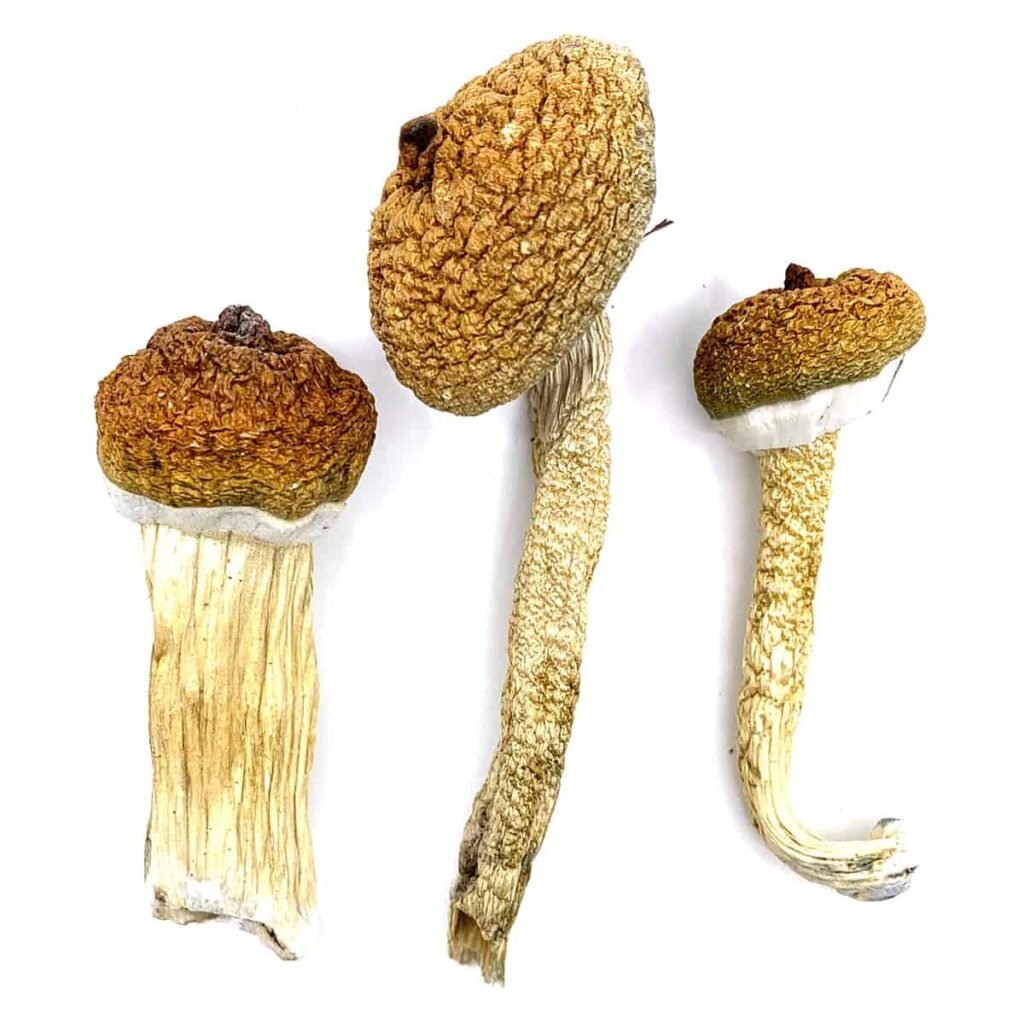buy blue meanie magic mushrooms