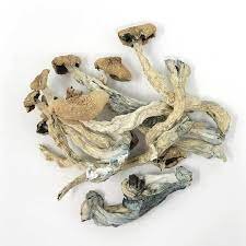buy amazonian mushrooms uk