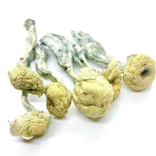 Buy Mazatapec Mushrooms UK buy mazatapec mushrooms in uk