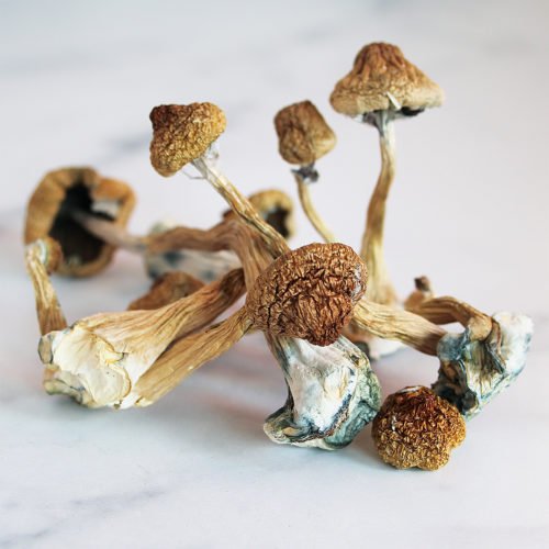 psilocybin brain effects