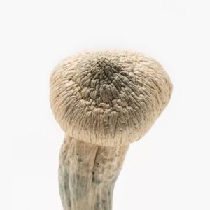buy albino penis mushroom uk