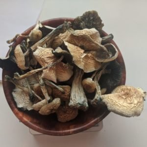 buy B+ mushrooms for sale in uk