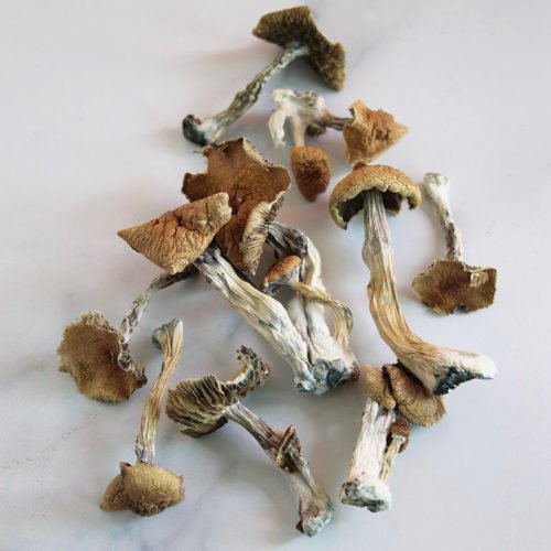 golden teacher mushrooms uk, buy gold teacher mushrooms in uk, golden teacher mushrooms for sale in uk, where to buy golden teacher mushrooms, how to grow golden teacher mushrooms