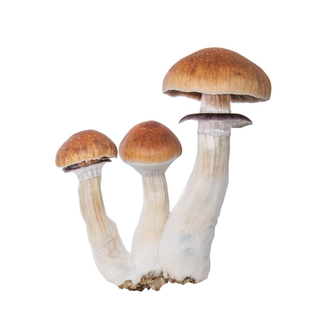 premium quality amazonian mushrooms for sale