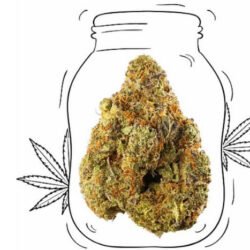 Jack herer