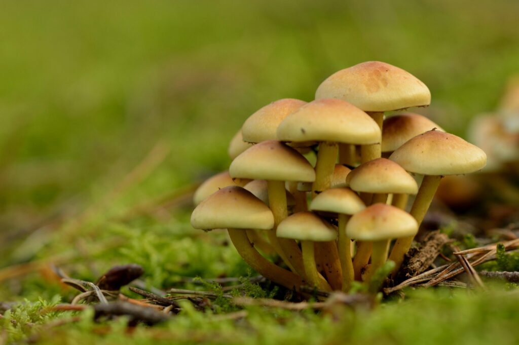 Close-up of a cluster of wild mushrooms growing on mossy forest floor, showcasing natural beauty.