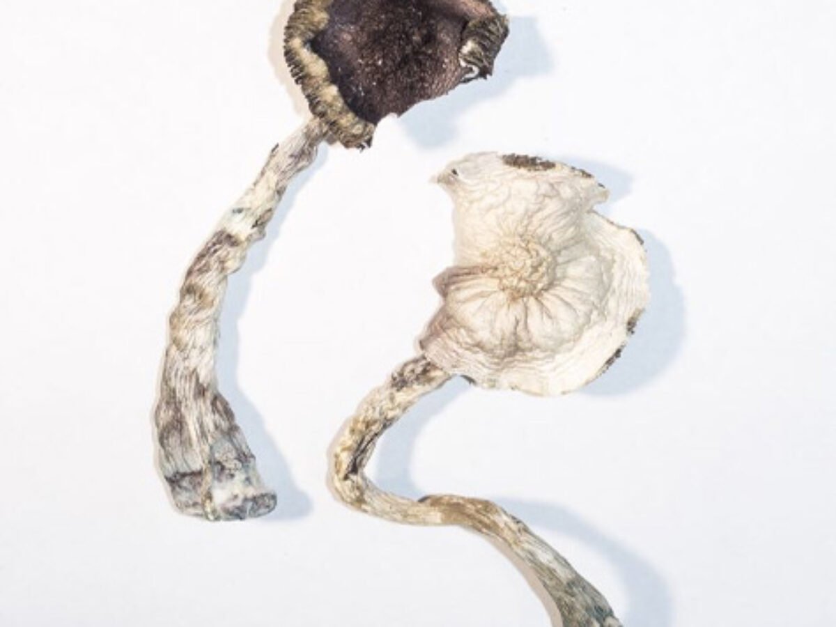 albino a magic mushrooms, best magic mushrooms for beginners uk