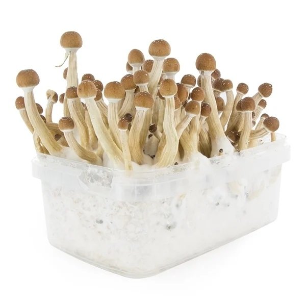 mexicana mushrooms grow kit, buy magic mushrooms grow kit bristol