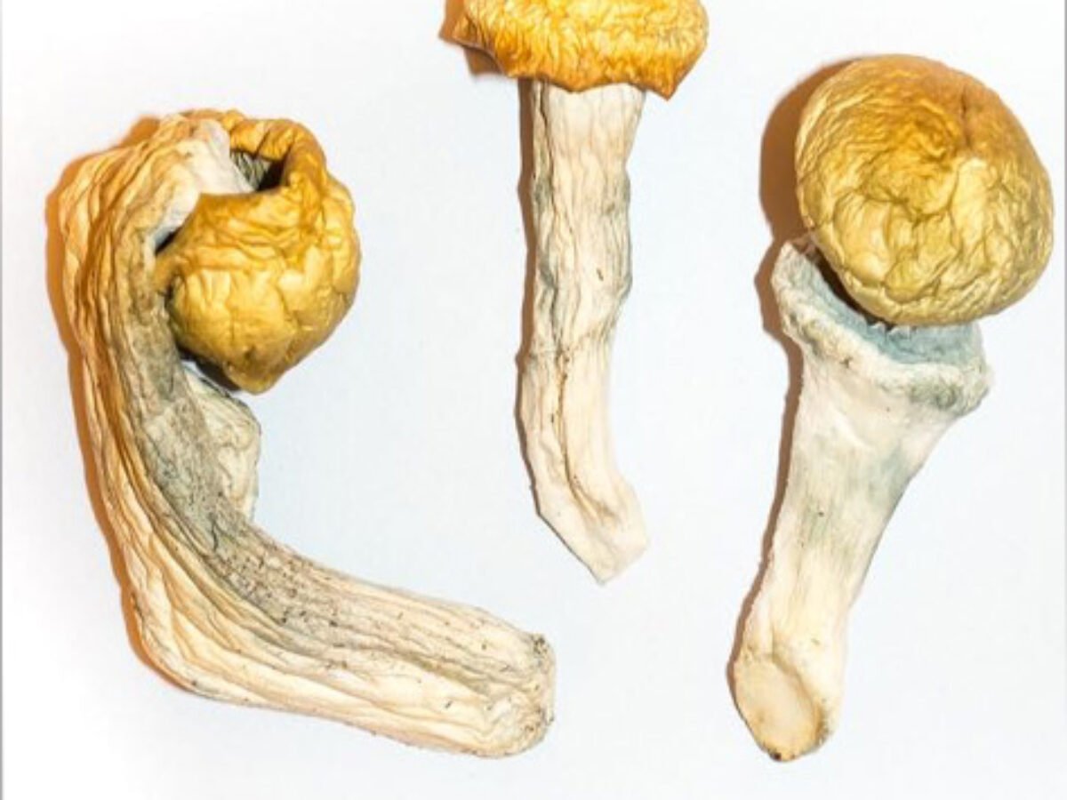 penis envy mushrooms, buy magic mushrooms near me
