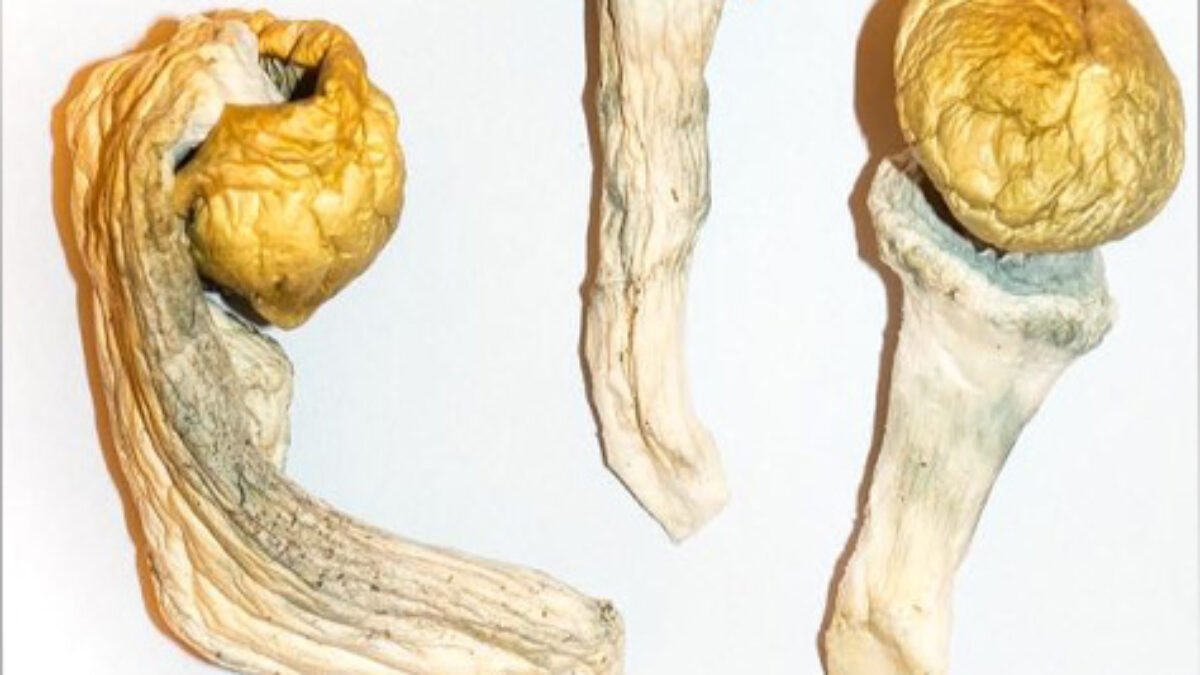 buy magic mushrooms for sale online in edinburgh uk