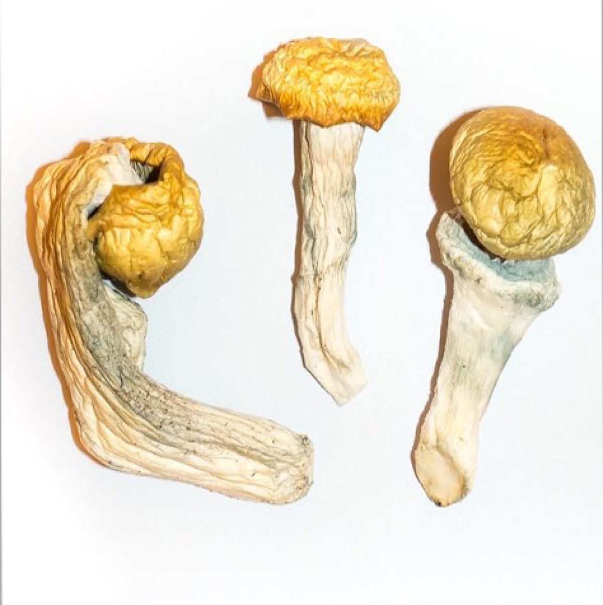 penis envy mushrooms, psilocybin therapy uk