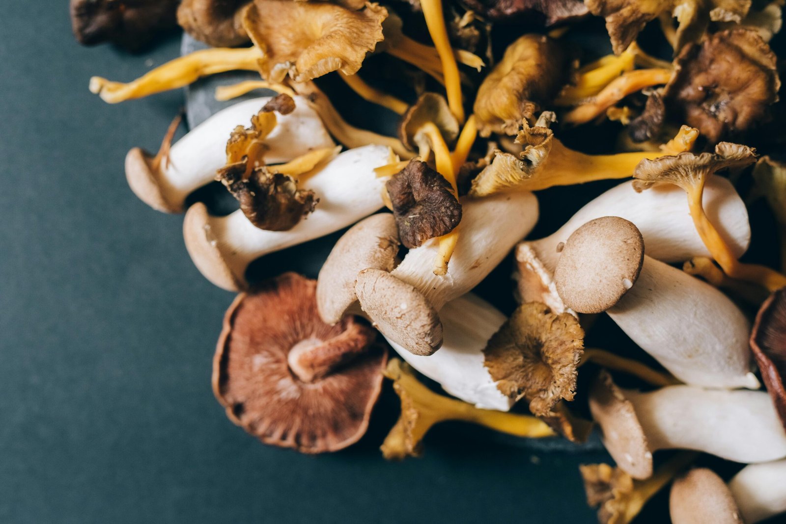 magic mushrooms for sale in uk, best psilocybin mushrooms uk