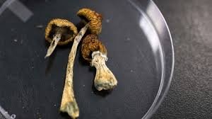 magic mushrooms delivery uk, dried psychedelic mushrooms, magic mushrooms for sale uk