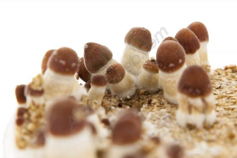 golden teacher mushroom growing kit, mushroom cultivation kit