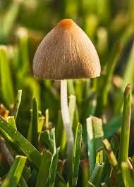 where to find liberty cap mushrooms in uk, where to find magic mushrooms in uk, wild mushrooms identification, magic mushroom foraging