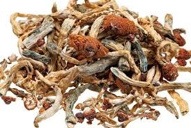 dried psilocybin shrooms, how to take shrooms, how long do shrooms last, how many grams of shrooms to trip