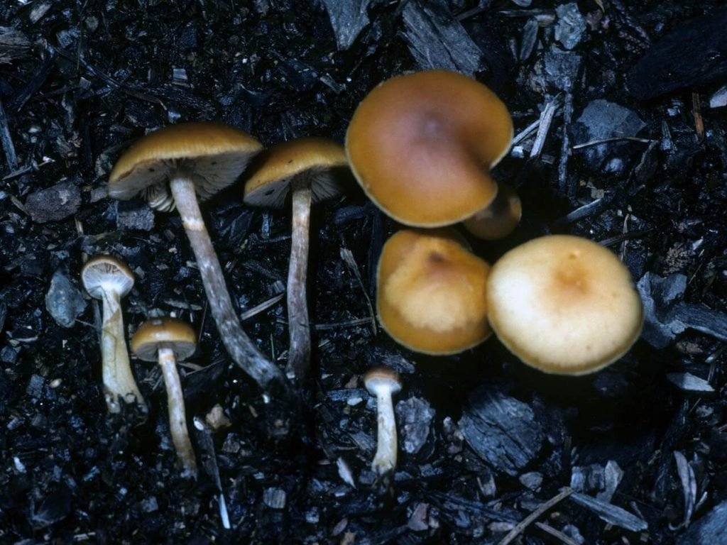how to grow mushrooms in uk