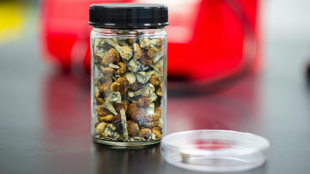 mushroom storage best practices, how to store magic mushrooms, best ways to keep mushroom fresh
