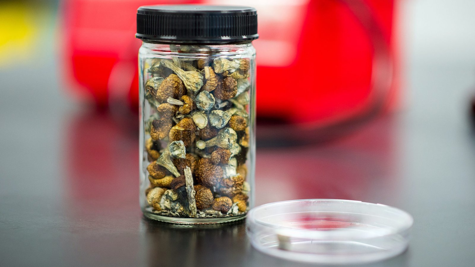 mushroom storage best practices
