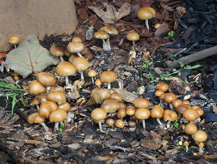 Psilocybin mushrooms