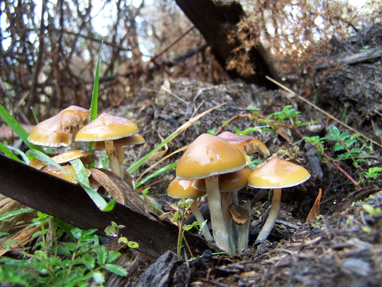 where to find magic mushrooms uk