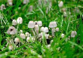 buy psychedelic shrooms for sale in uk