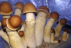 buy penis envy mushrooms in uk