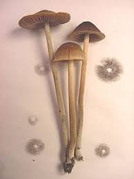 buy psilocybin spores uk