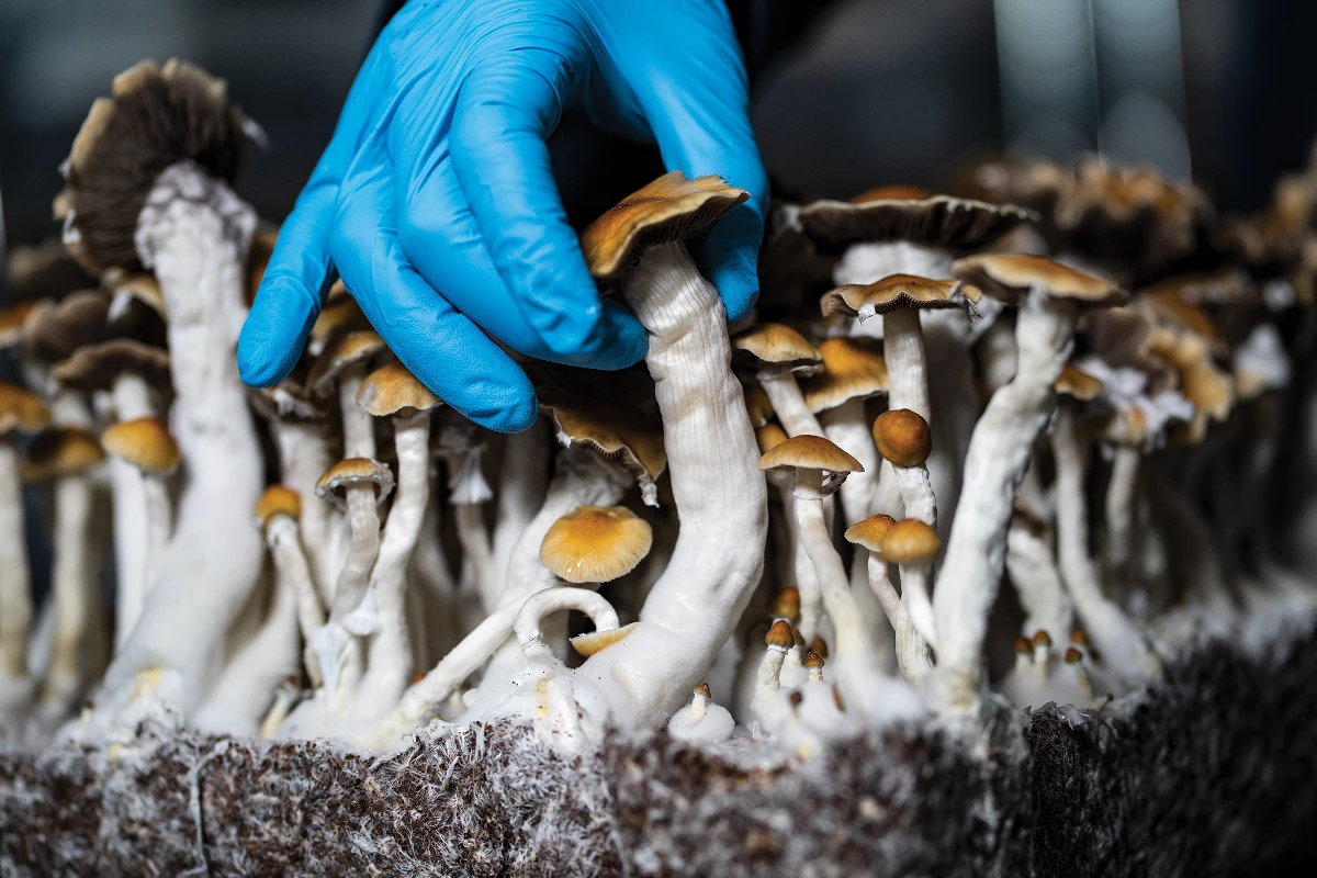 buy psychedelic mushrooms uk, psychedelic mushrooms for sale