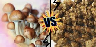 magic mushrooms vs truffles: uk guide