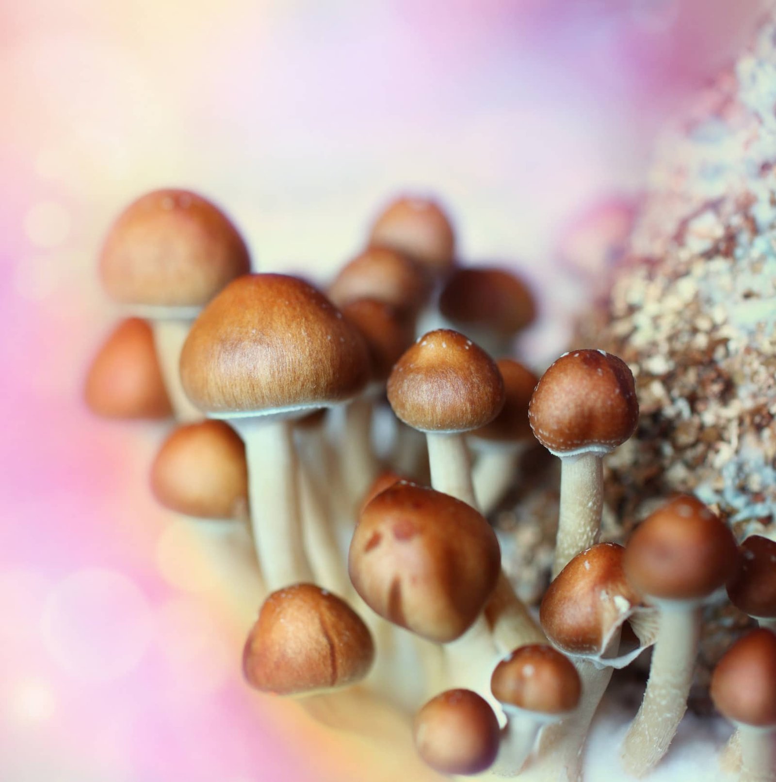buy psilocybin mushrooms uk, how long do magic mushrooms last