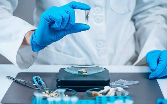 magic mushrooms dosage uk