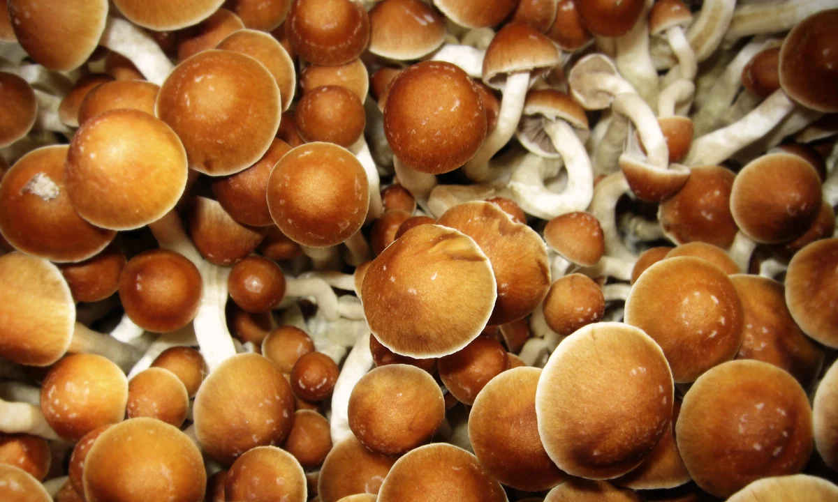 magic mushrooms manchester, buy magic shrooms manchester